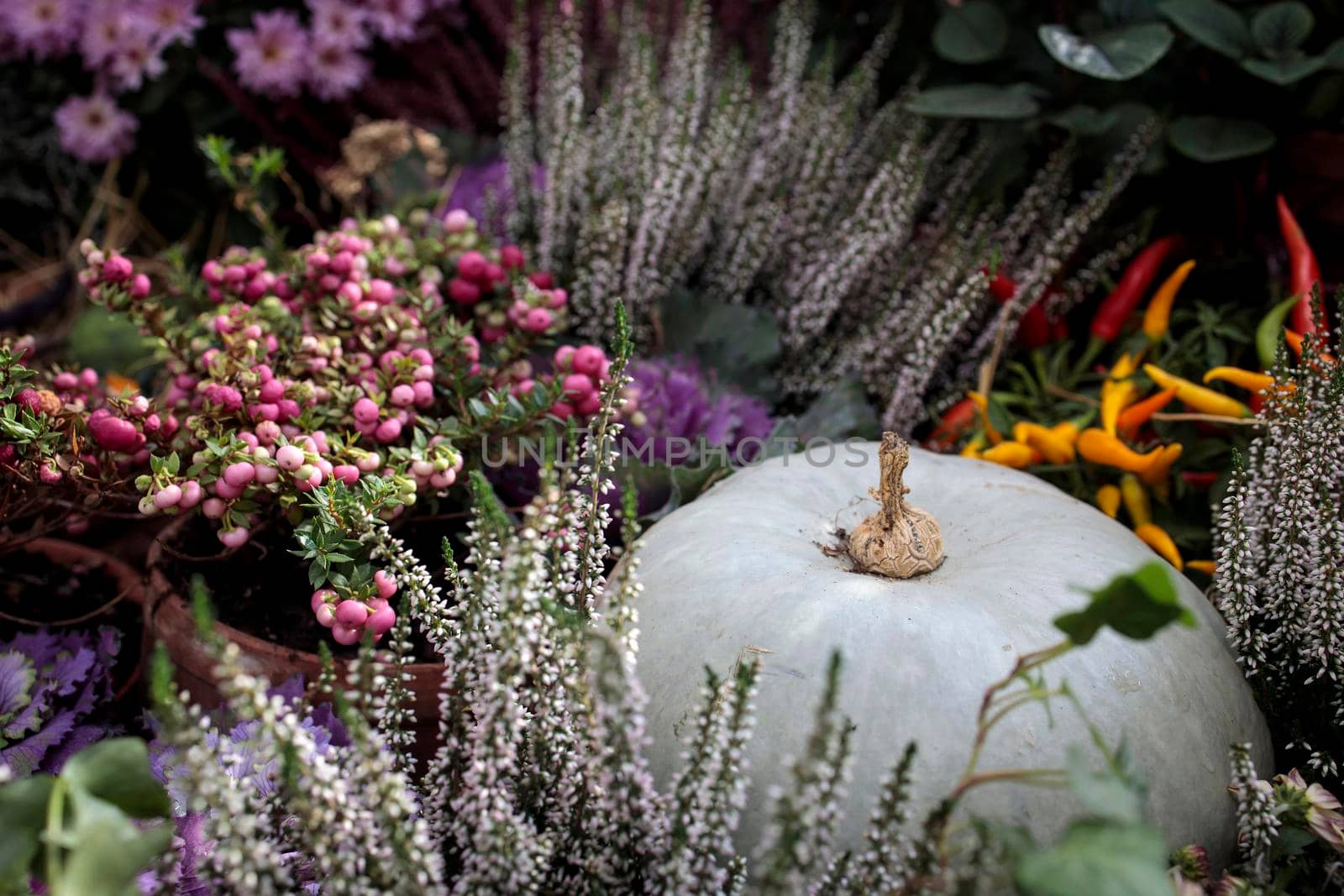 Pink snowberry, pumpkin, and purple heather adorn the flower bed on the garden lawn by elenarostunova