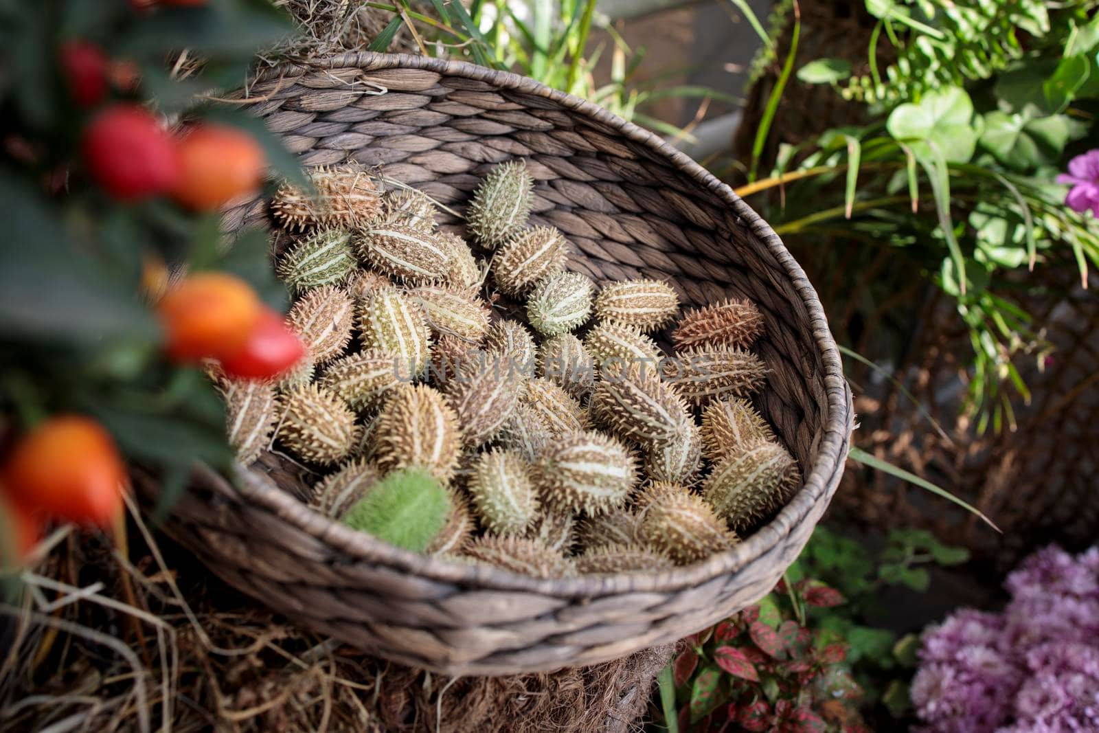 Squirting cucumber in a wicker basket decorate a windowsill by elenarostunova