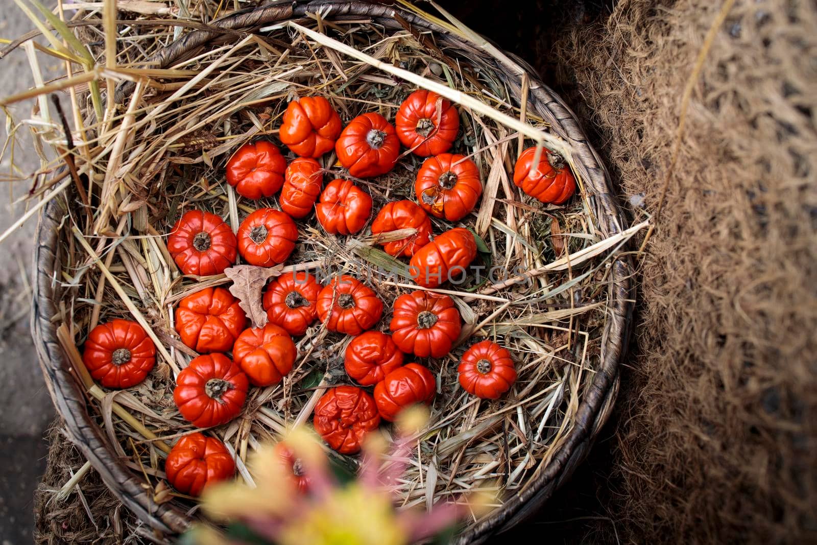 Solanum aethiopicum in a wicker basket decorate the windowsill by elenarostunova