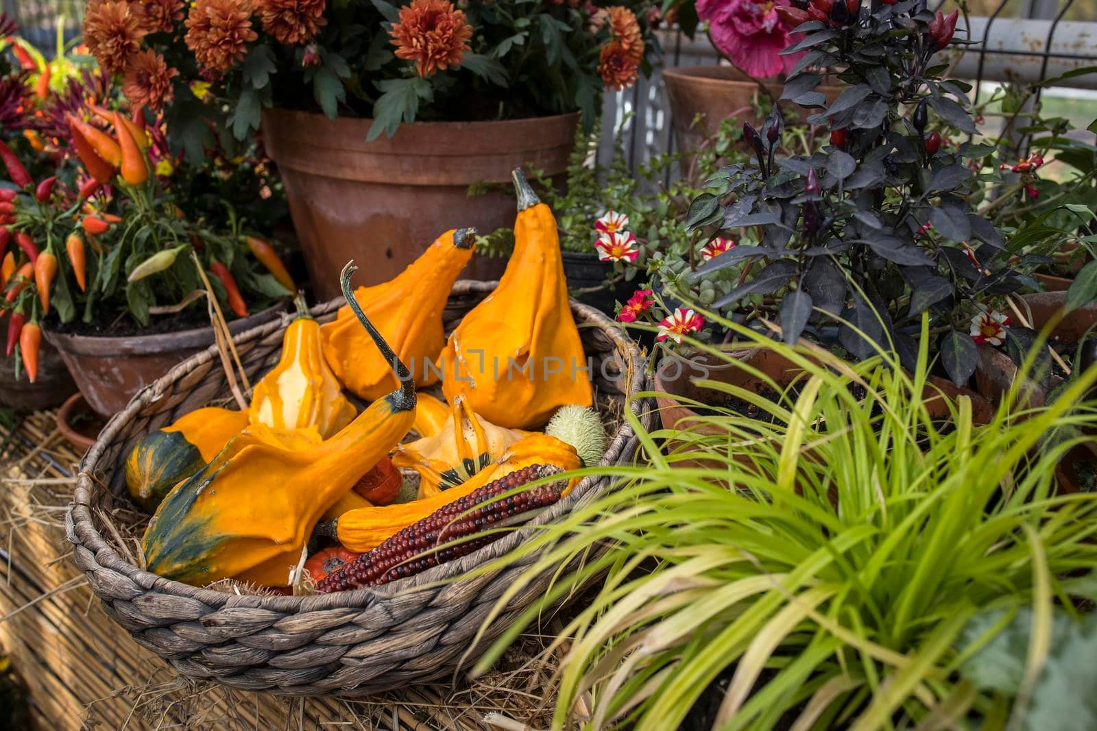 various kinds of small decorative pumpkins in a wicker basket as a decoration of garden