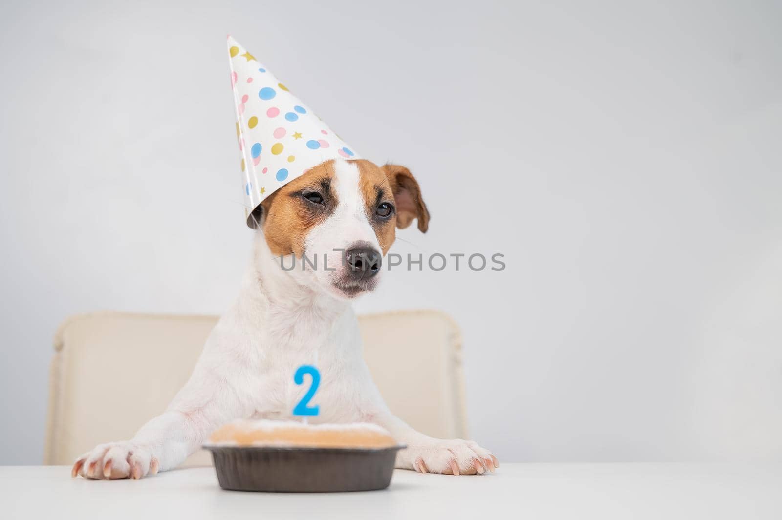 A dog in a cap blows out a candle with the number two on a white background. Jack Russell Terrier celebrates its second birthday. by mrwed54