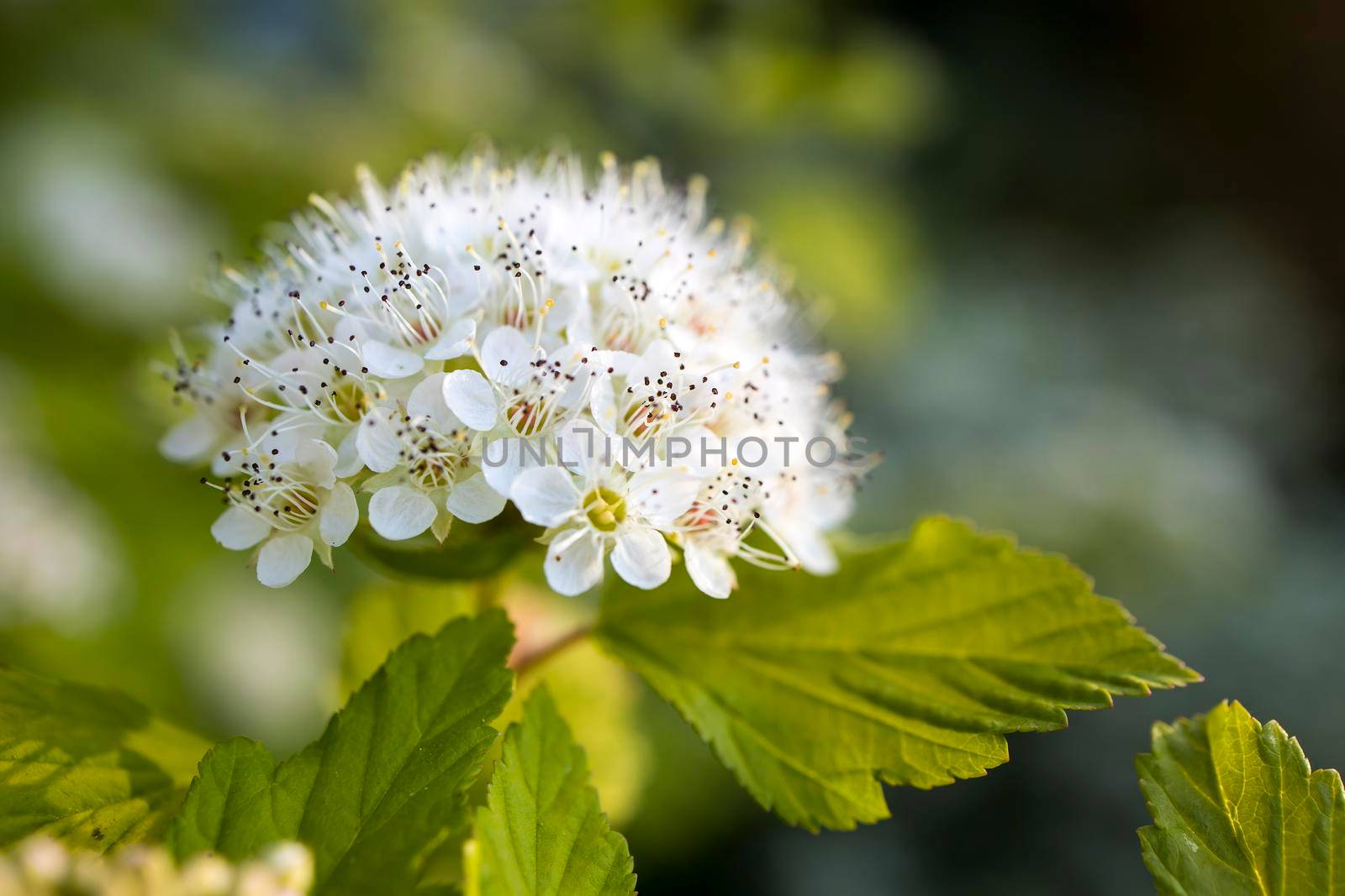 Maroon red leaved and white flowers of Physocarpus opulifolius in the garden in May at sunset