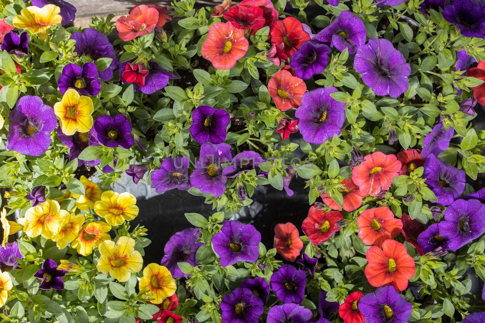 Different color of calibrachoa is a genus of plants in the Solanaceae family.