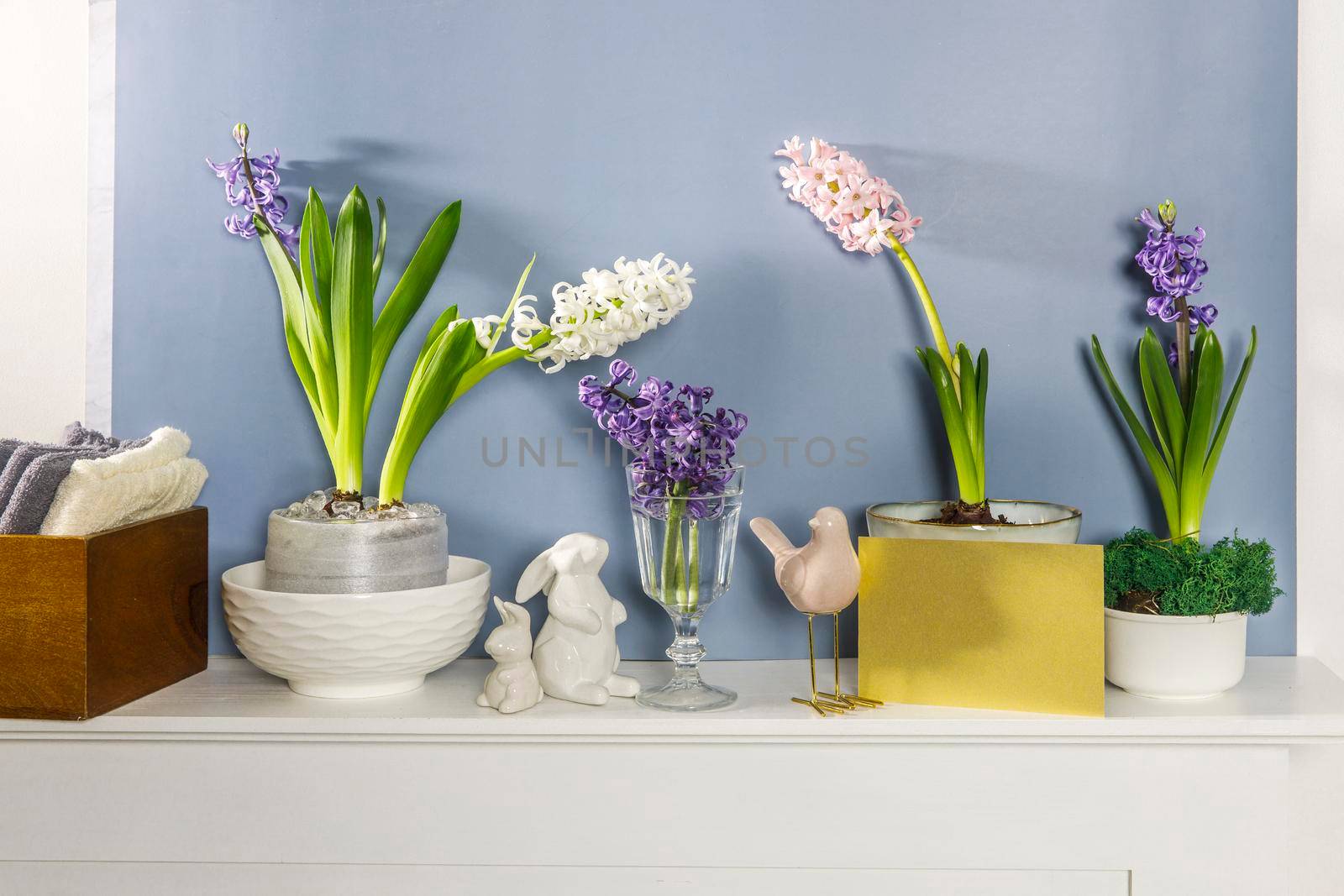White hyacinth in large porcelain bowl, figurines of hares and a bird, are on the fireplace against the dark blue wall. Layout. Spring concept by elenarostunova