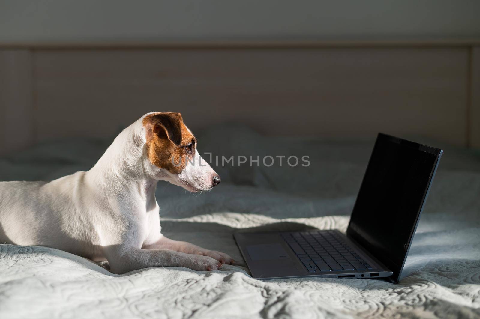 Smart dog jack russell terrier lies on the bed by the laptop