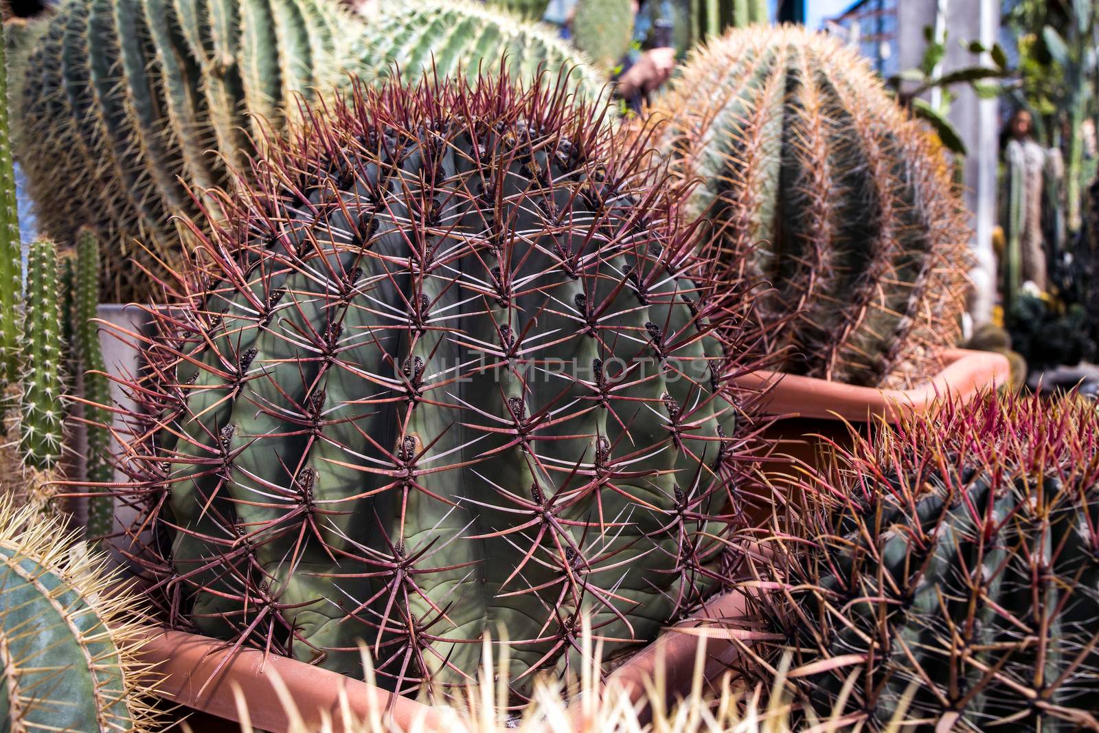 Echinocactus grusonii, popularly known as the golden barrel cactus, golden ball or mother-in-law's cushion, is a well known species of cactus, Closed up. Squared frame