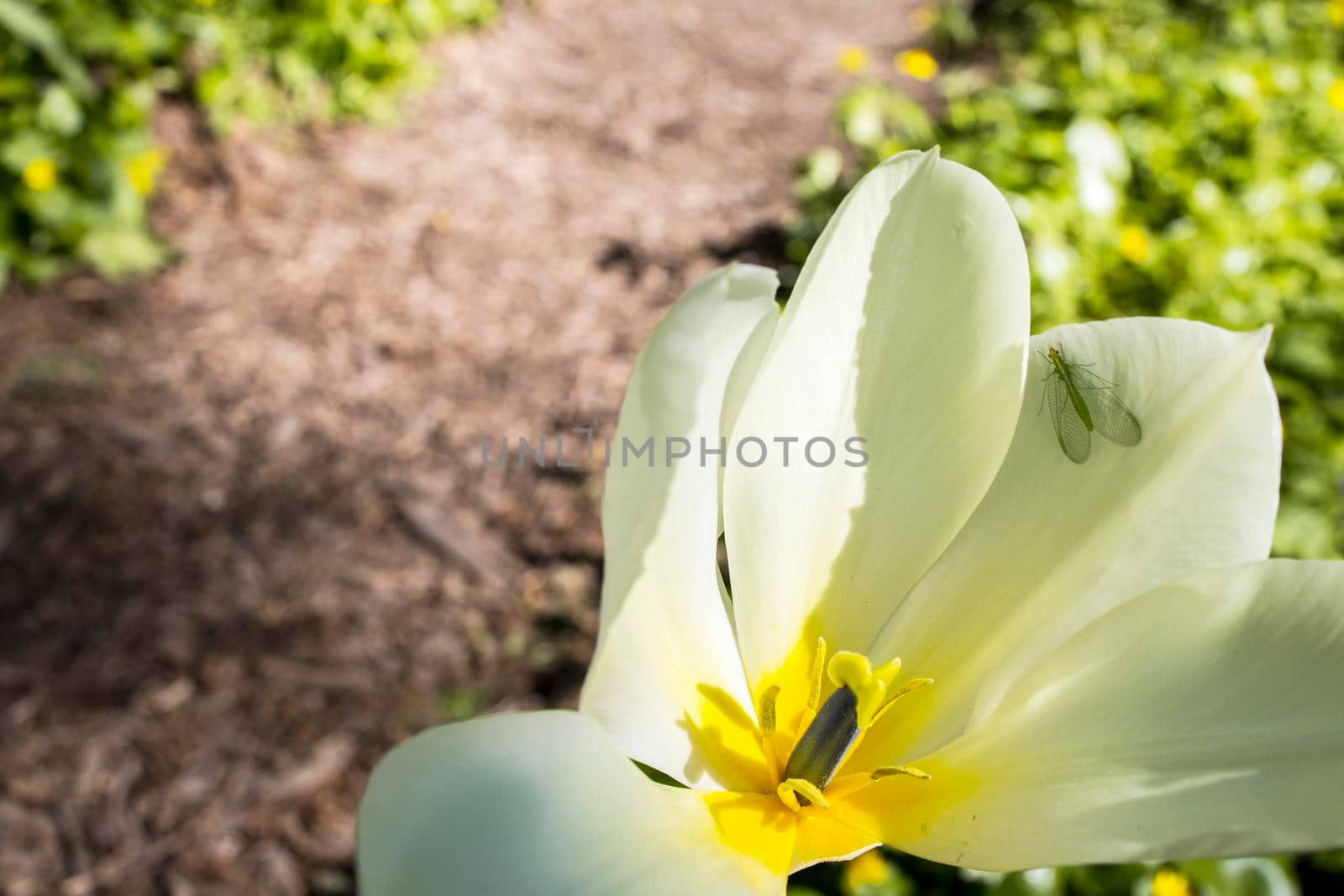 Yellow tulips are in the sun ligth in the spring garden. with falling petals