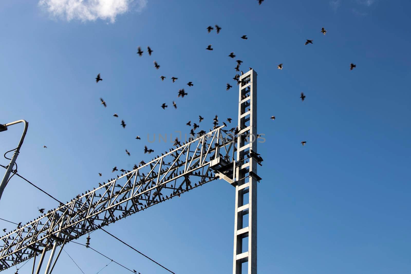 A flock of starlings sits on wires and reinforced concrete structures near the railway station