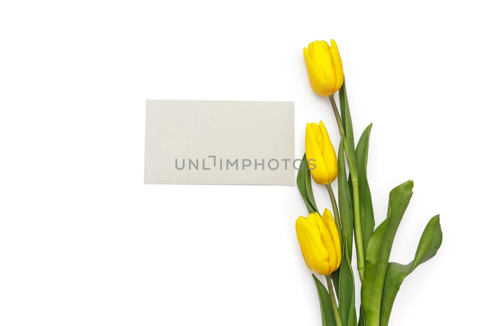 layout of yellow tulips on a white background. Frame, the envelope, place for text by elenarostunova