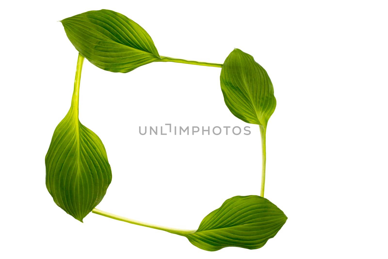 Hosta leaves isolated on white in the form of a frame. Space for text. Copy space by elenarostunova