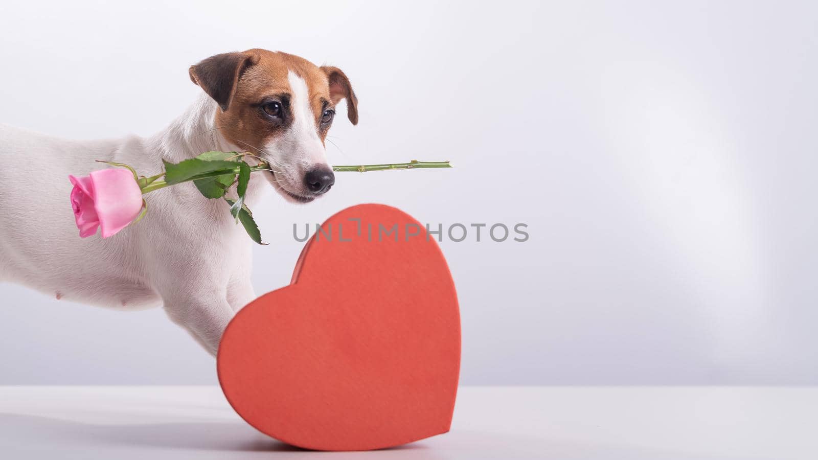 A cute little dog sits next to a heart-shaped box and holds a pink rose in his mouth on a white background. Valentine's day gift by mrwed54