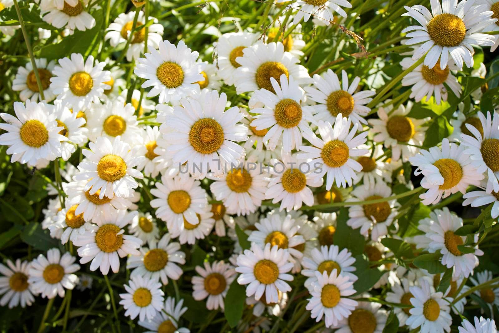 Field of garden daisies is on a sunny day