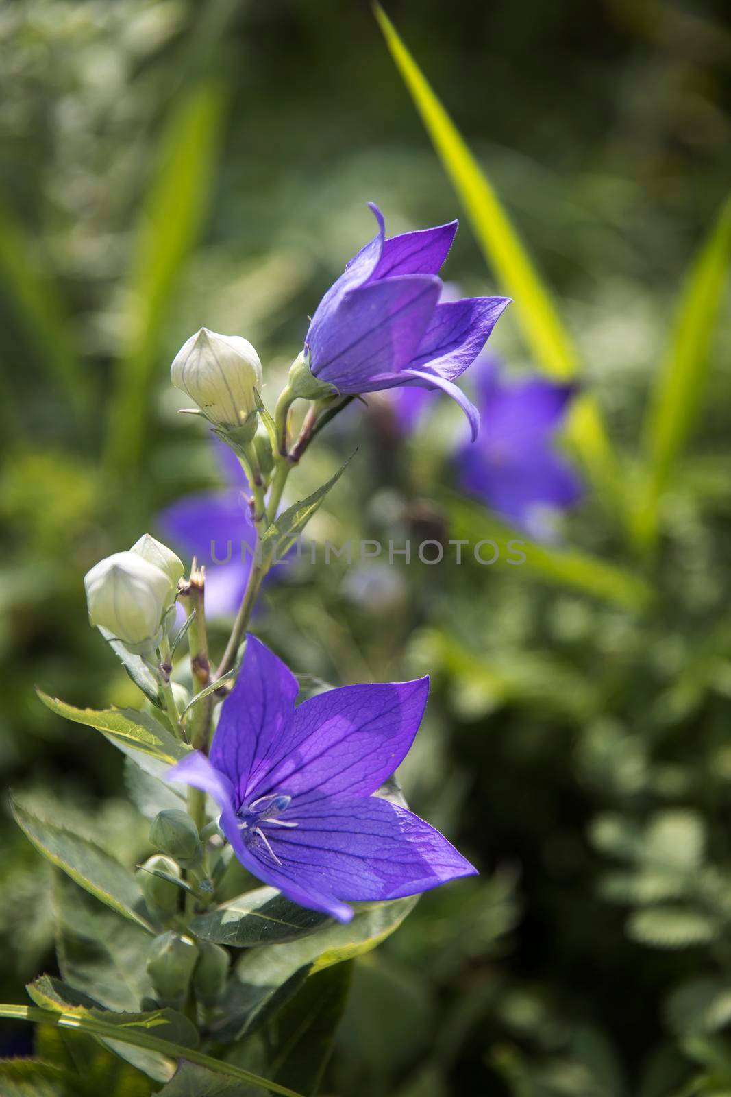 Flowers blue bell, bellflower, ?ampanula, close-up. Flowering blue platycodon in the garden.