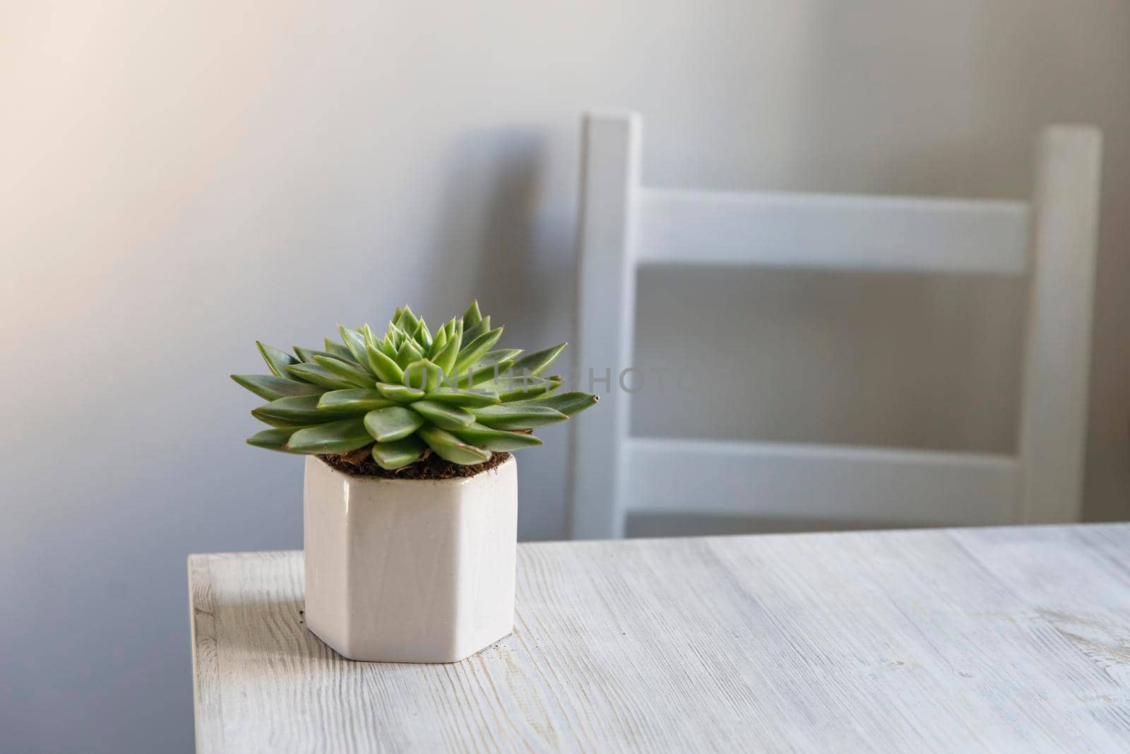 Echeveria in a beautiful ceramic pot on a beige table in the kitchen as an interior decoration .Place for text. Copy space by elenarostunova