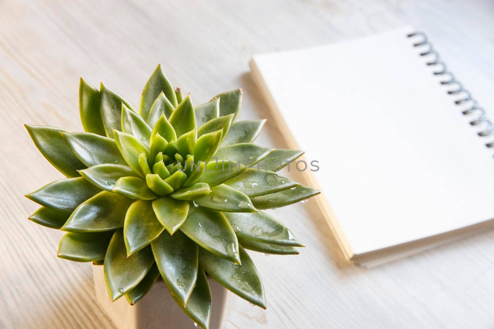 Echeveria in a beautiful ceramic pot on a beige table next to a white spring notepad in the kitchen as an interior decoration. Place for text. Copy space