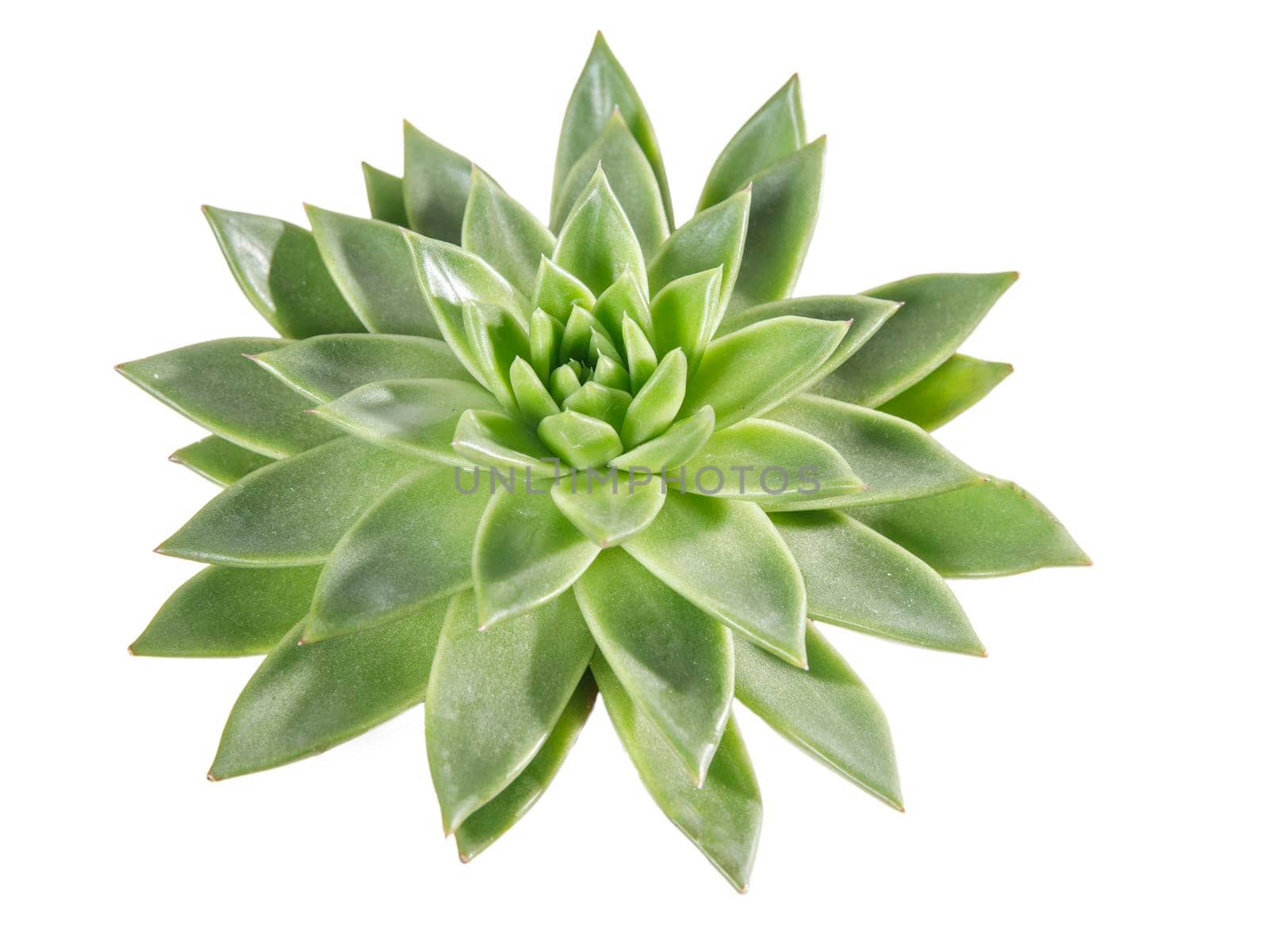 Green echeveria isolated on white background. Texture by elenarostunova