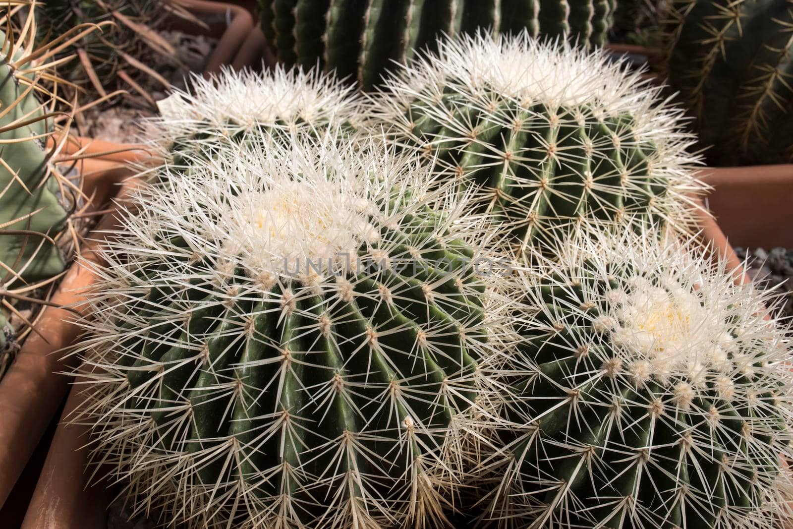 Ferocactus glaucescens, the glaucous barrel cactus, is a species of flowering plant in the family Cactaceae in the botanical garden