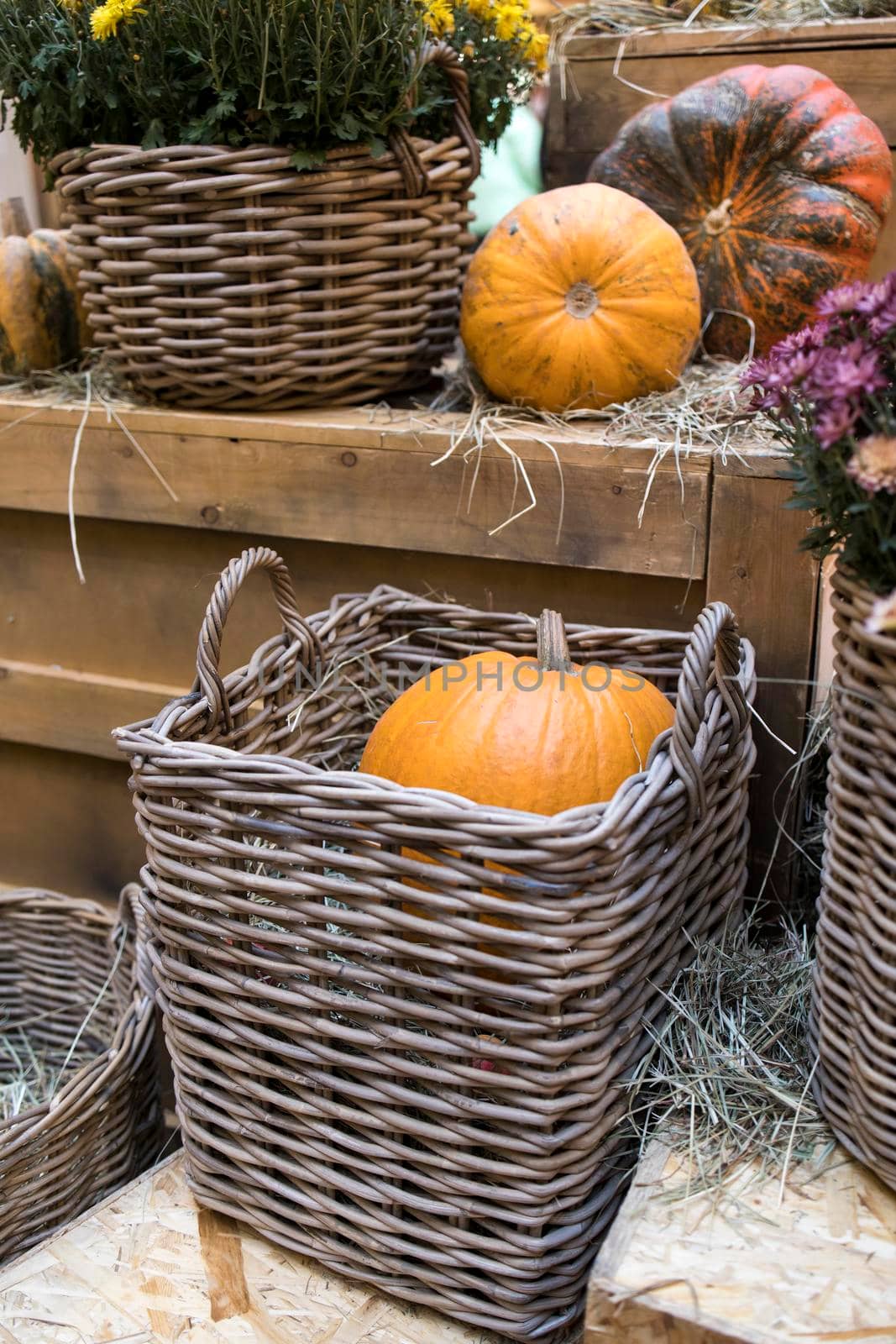 Colorful chrysanthemums in a wicker basket, pumpkins - Halloween decorations.