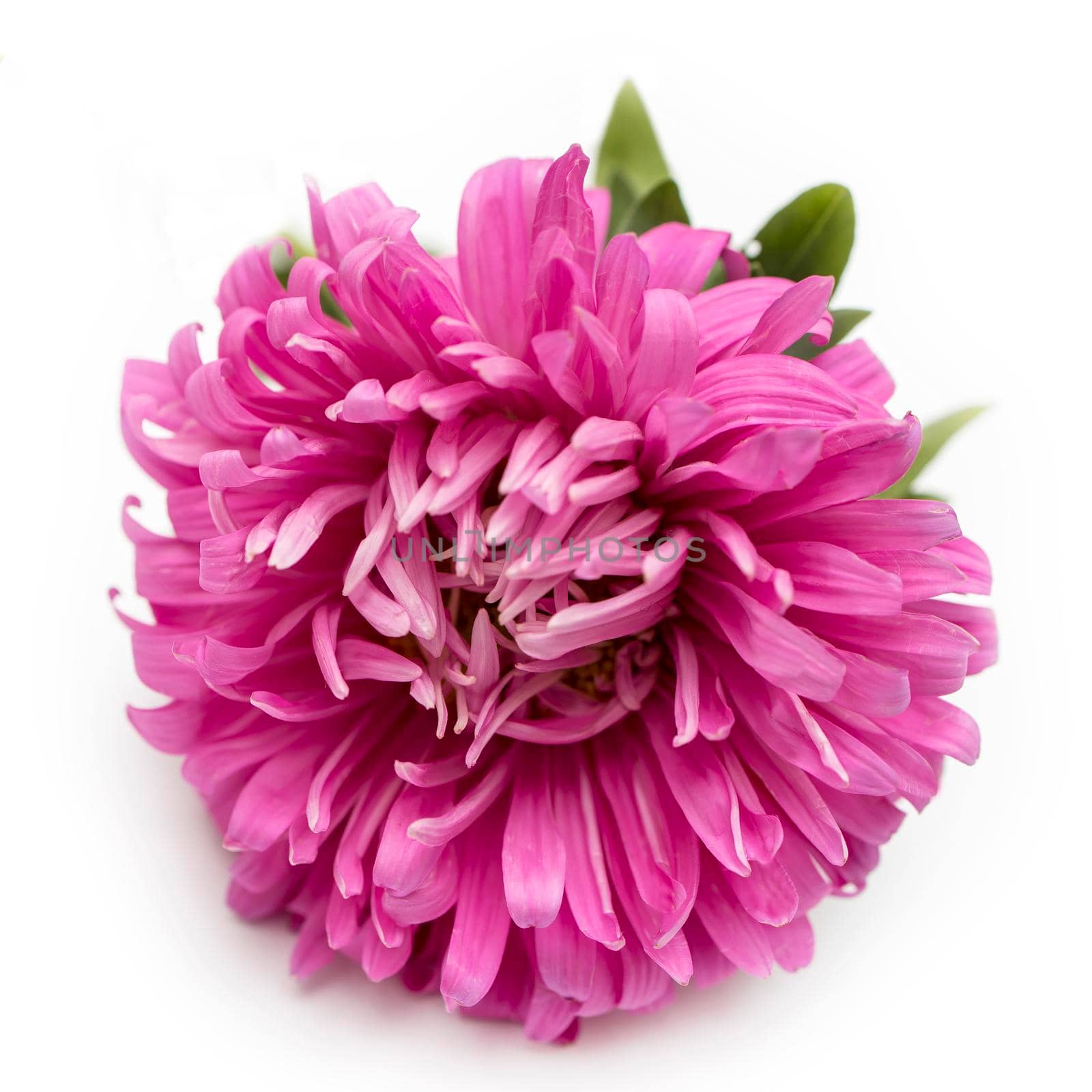 Pink aster flower isolated on white background. Place for text. Copy space