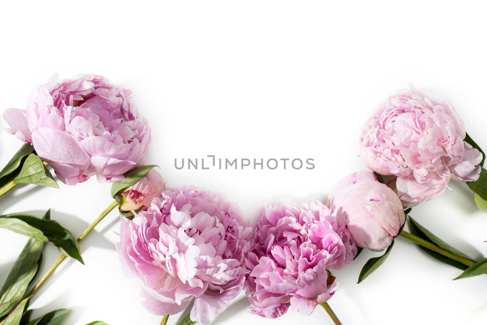 Pink peony flower isolated on white background. Place for text. Copy space by elenarostunova