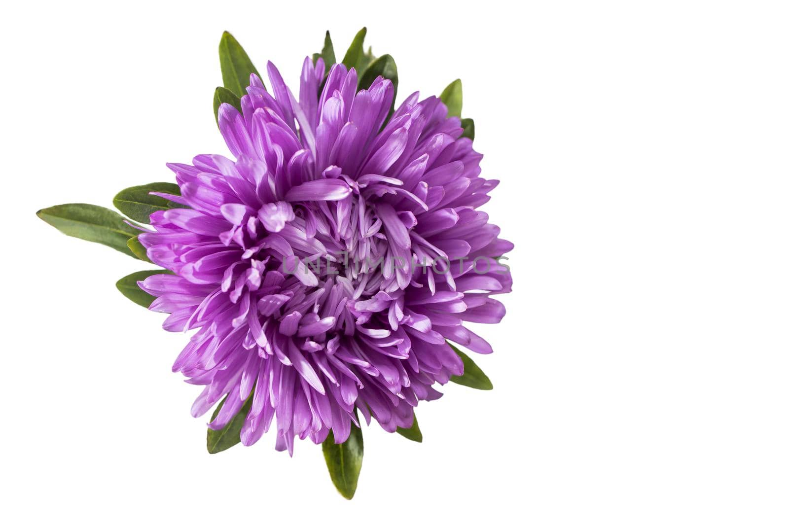 Blue purple aster flower isolated on white background. Place for text. Copy space