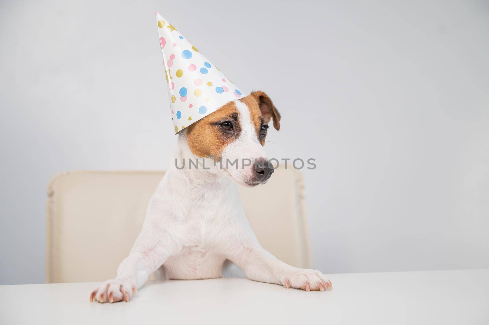 Portrait of dog jack russell terrier in a party hat at the table on a white background by mrwed54