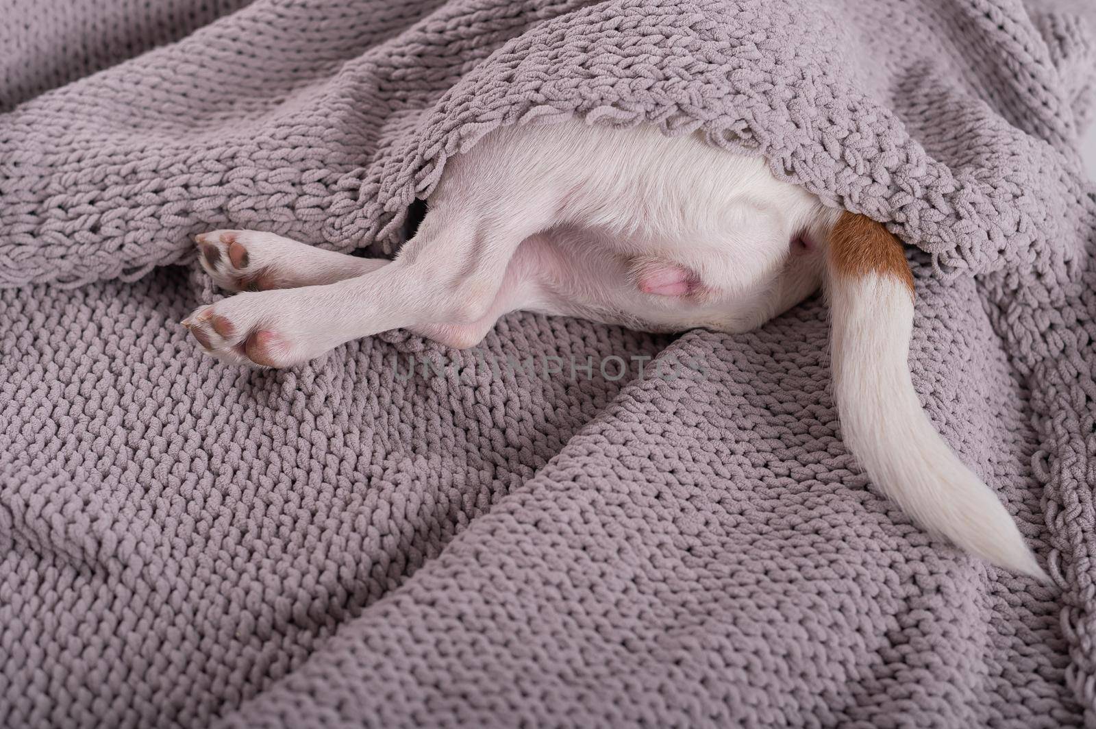 A cute little dog lies covered with a gray plaid. The hind legs and tail of a small dog stick out from under the blanket by mrwed54