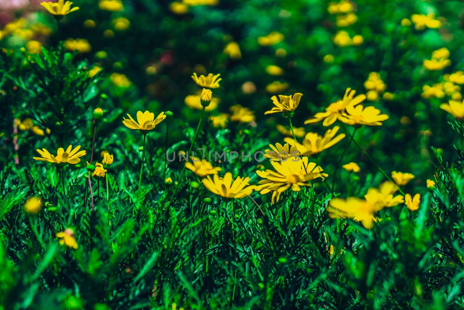Real Abstract nature beauty photo background. A lot bright yellow green chamomile herb flower small bloom meadow. Floral summer sun warm day, botanic care. Macro close up Inflorescence petals bloom.