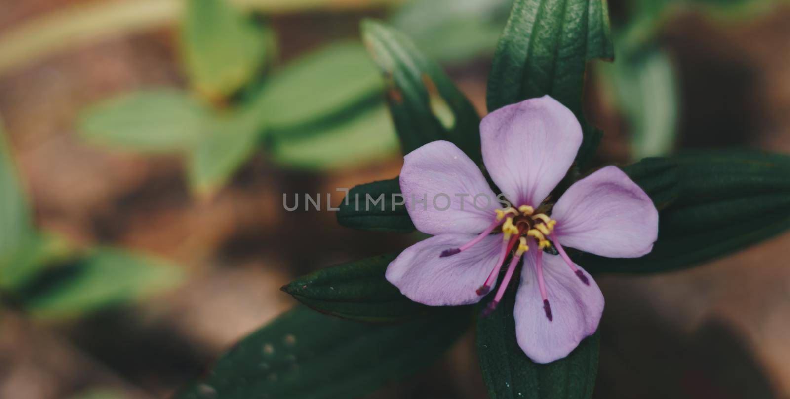 BANNER Real nature beauty photo background. Purple violet herb flower small alone bloom green simple leafe. Floral summer evening dark, botanic care. Macro close Inflorescence petals blossom fantasy.