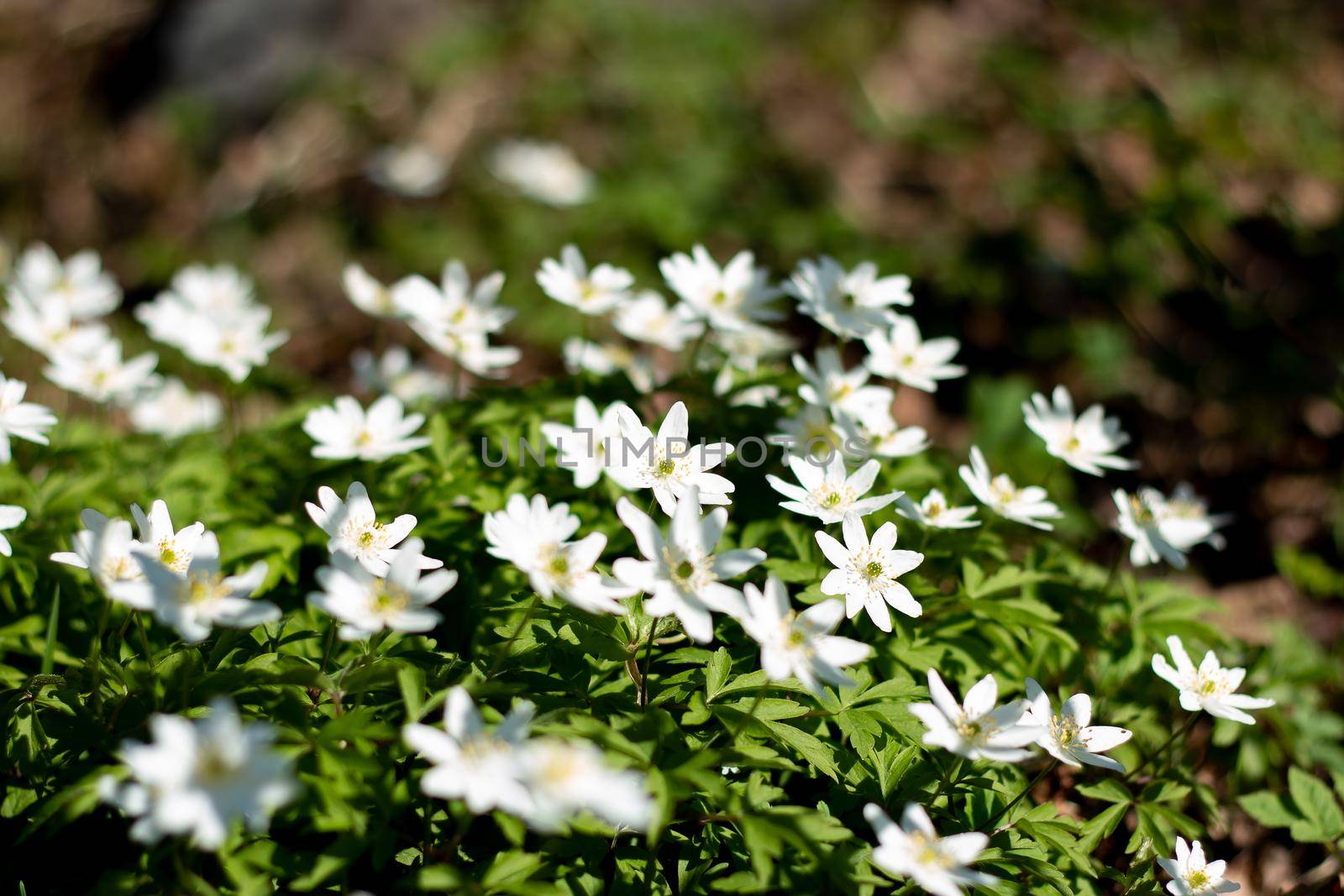 Beautiful white flowers of anemones in spring in a forest close-up in sunlight in nature. Spring forest landscape with flowering primroses.