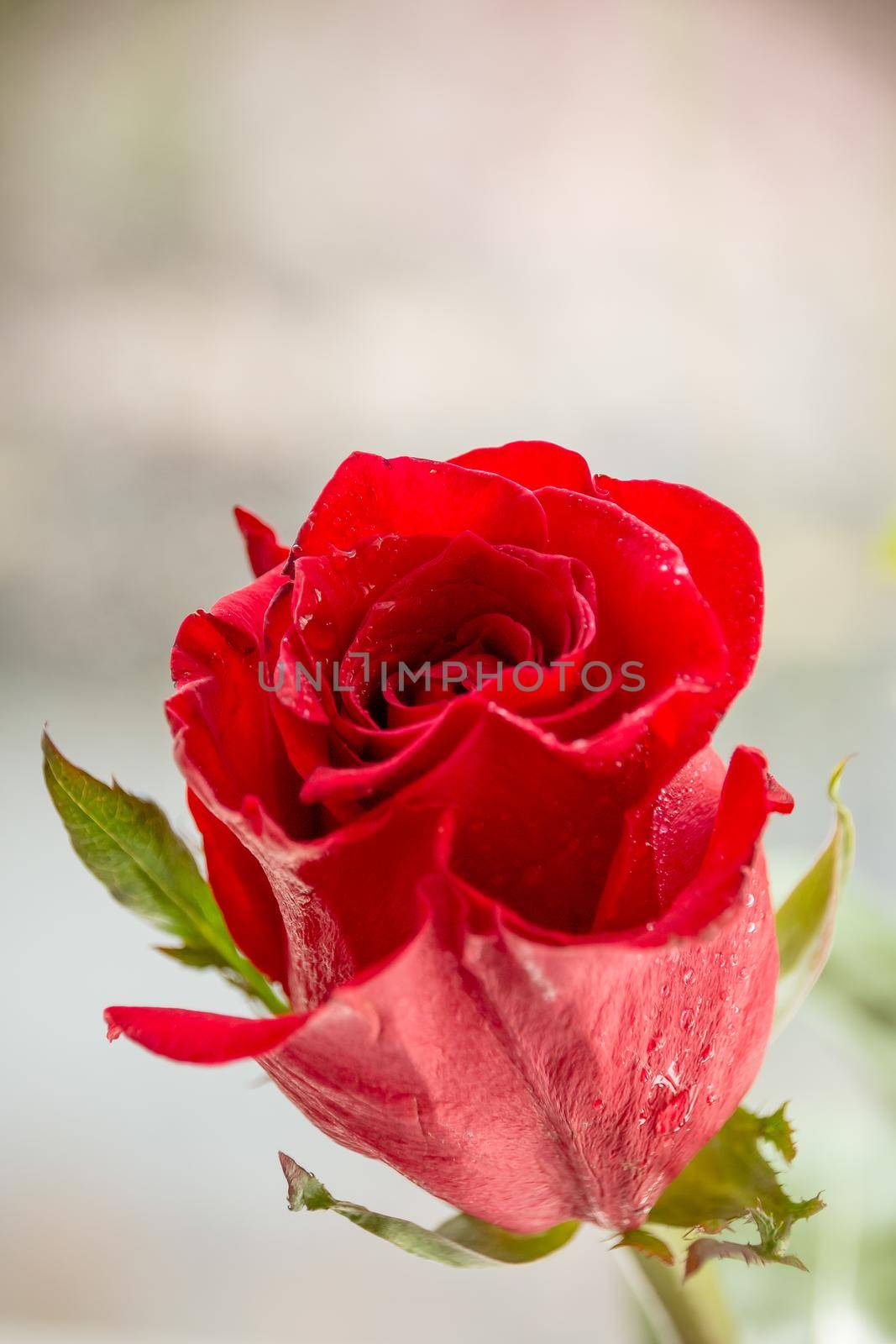 Single red rose water drops on white wooden background with copyspace, love romance wedding birthday concept