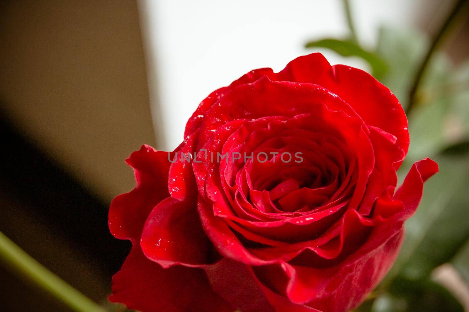 Single red rose water drops on white wooden background with copyspace, love romance wedding birthday concept