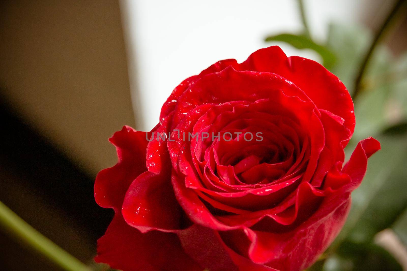 Single red rose water drops on white wooden background with copyspace, love romance wedding birthday concept.greeting card, happy mothers day with beautiful dark red rose. Mother's Day concept. by YuliaYaspe1979