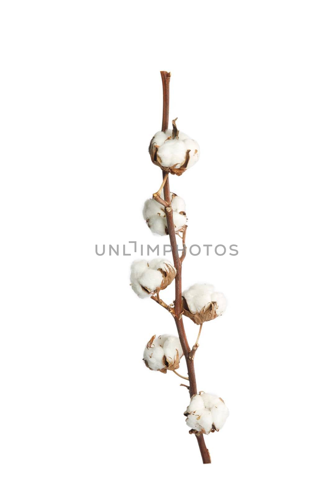 Branch with cotton isolated on white background by elenarostunova