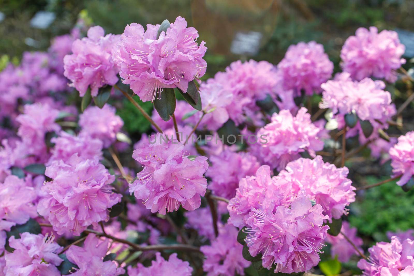 Blooming pink purple rhododendron in a botanical garden in spring. Background by elenarostunova