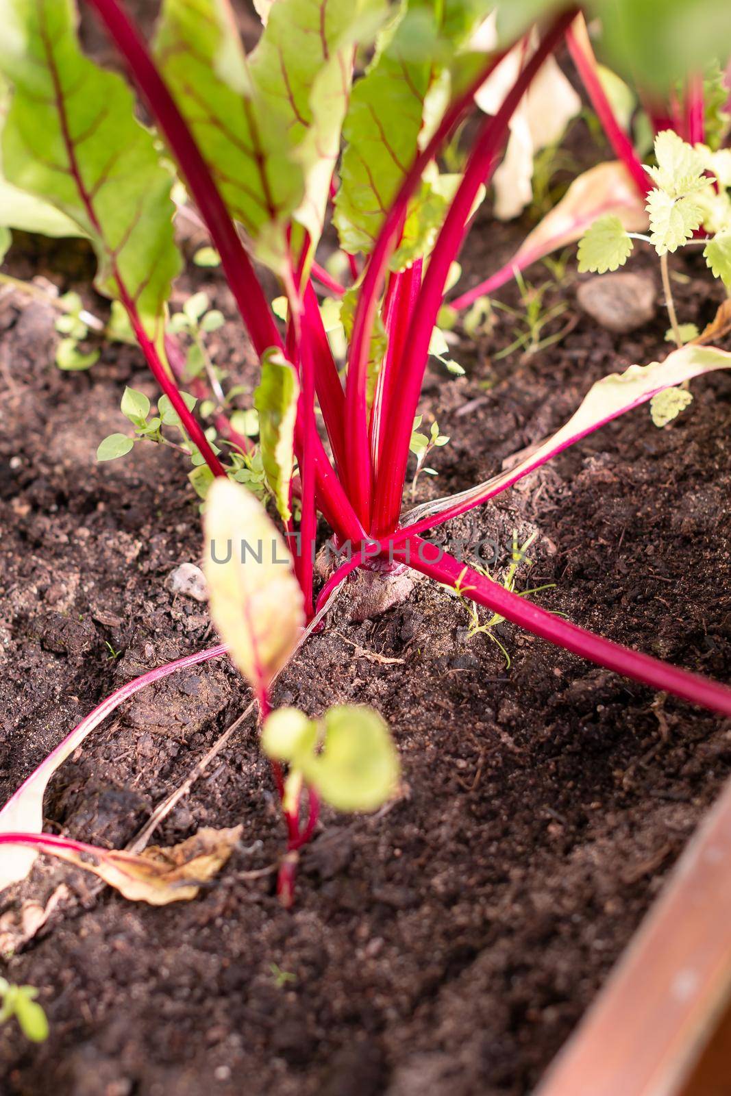 Red beetroot planted in summer garden. Growing organic beet vegetables