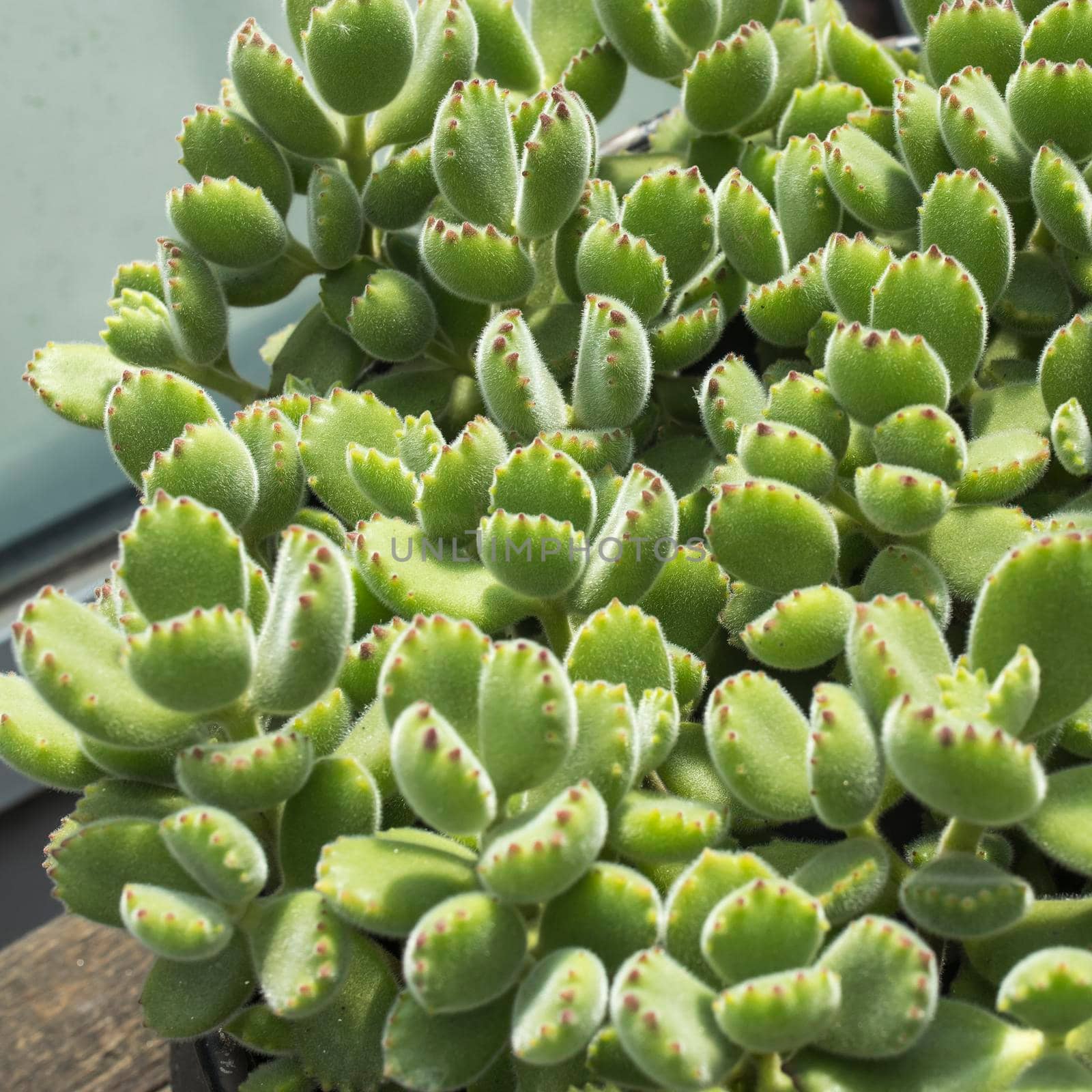 Background of Cotyledon is one of some 35 genera of succulent plants in the family Crassulaceae. Square frame by elenarostunova