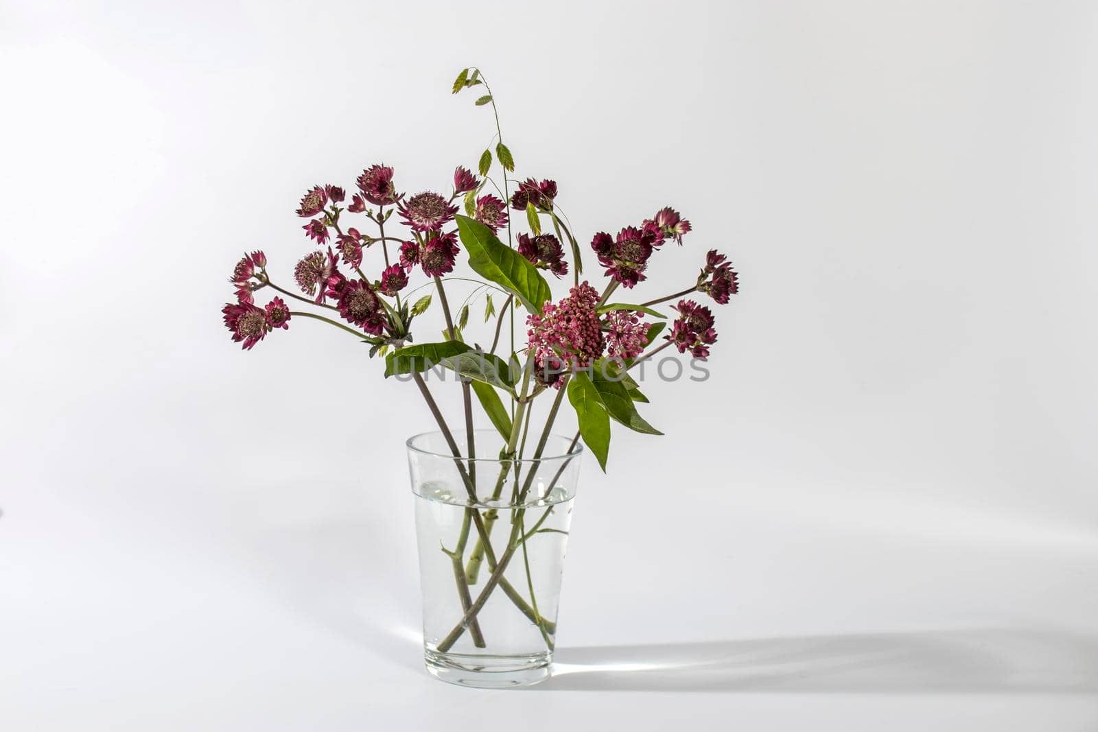 Bouquet of pink Astrantia and wild herbs in a transparent vase on a white background by elenarostunova