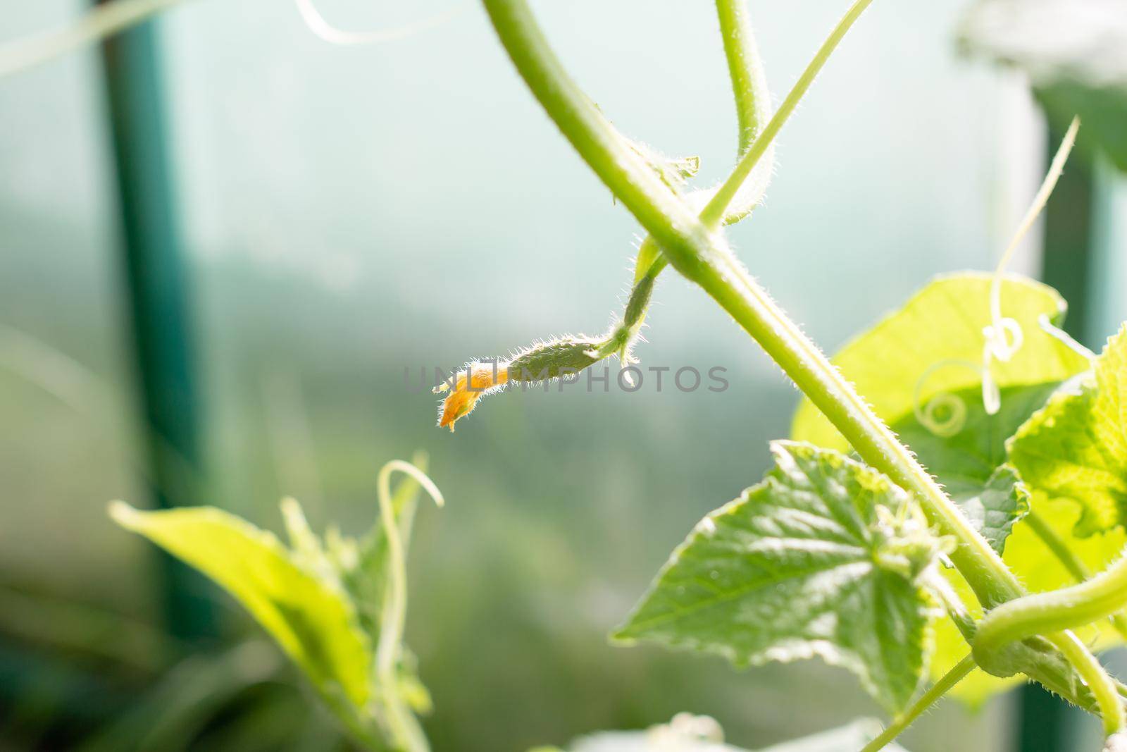 Cucumber flower in the garden on the Bush.Cucumber sativus. Cucumber growing in the garden.