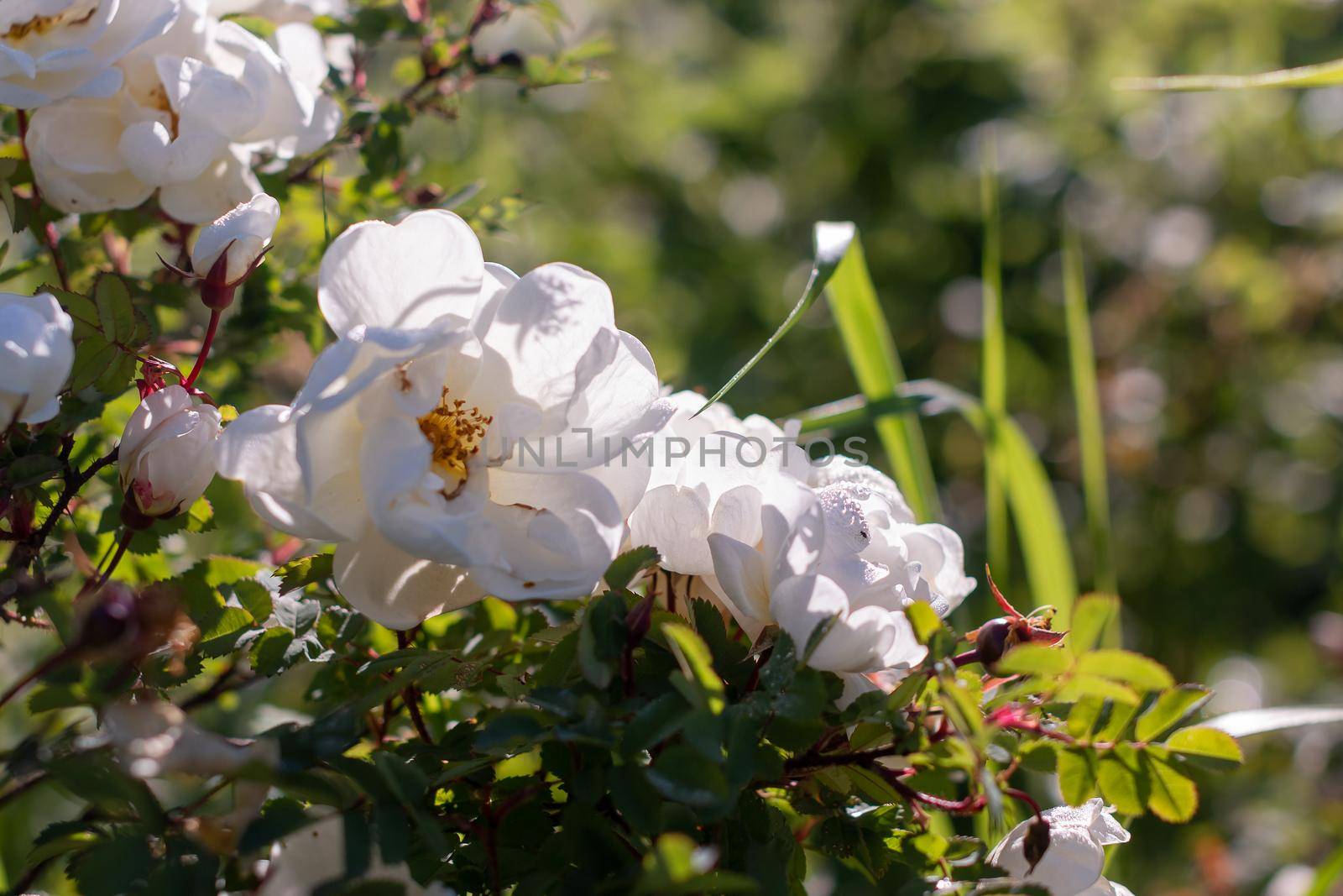 Flowers of dog-rose ,rosehip growing in nature