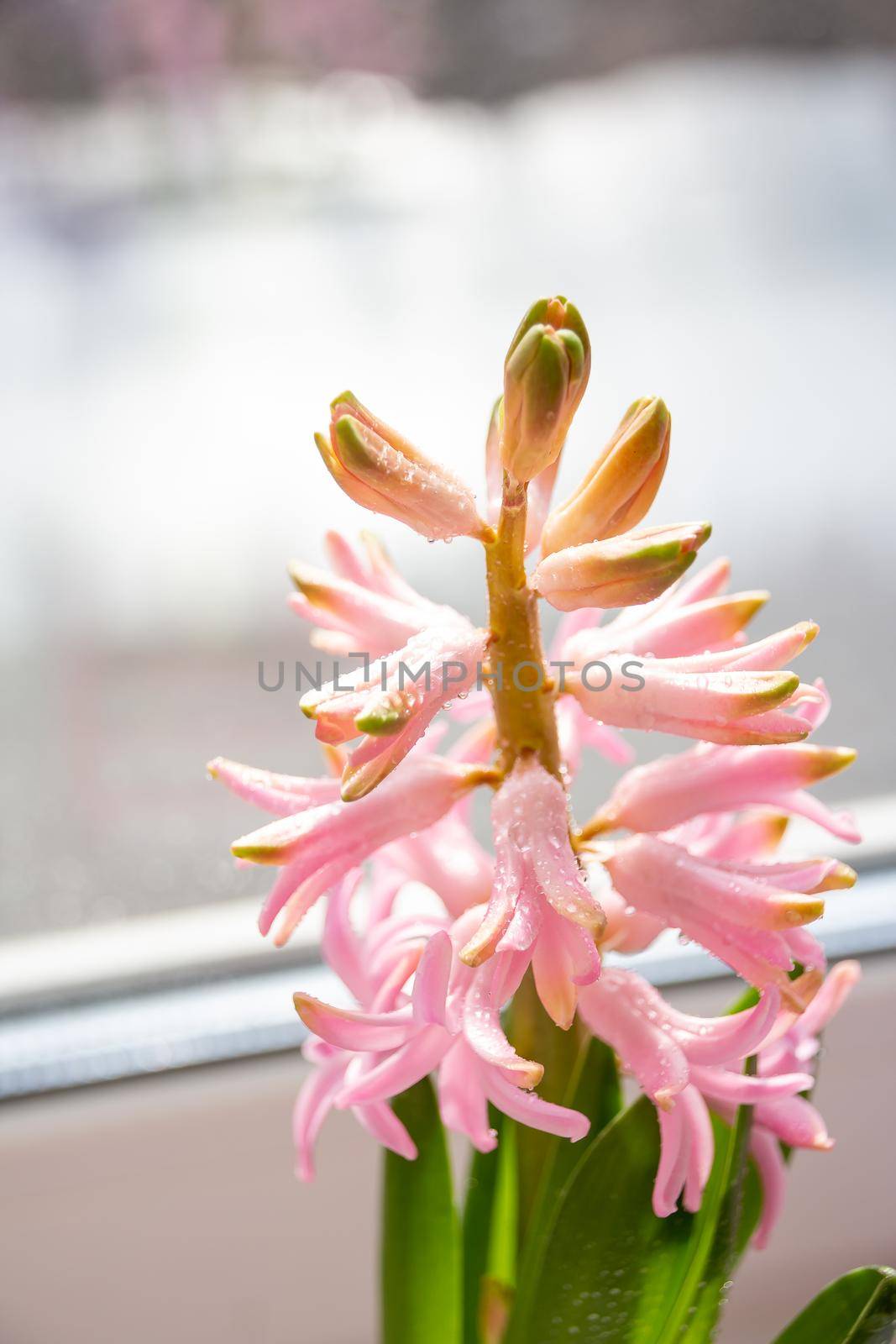 Hyacinth Pink Surprise Dutch Hyacinth . Spring flowers. The perfume of blooming hyacinths is a symbol of early spring.