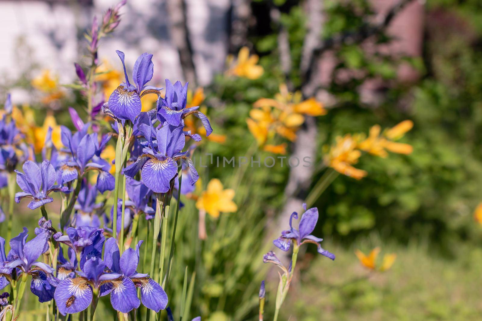 Bright purple iris flowers. Irises - an ornamental garden plant.