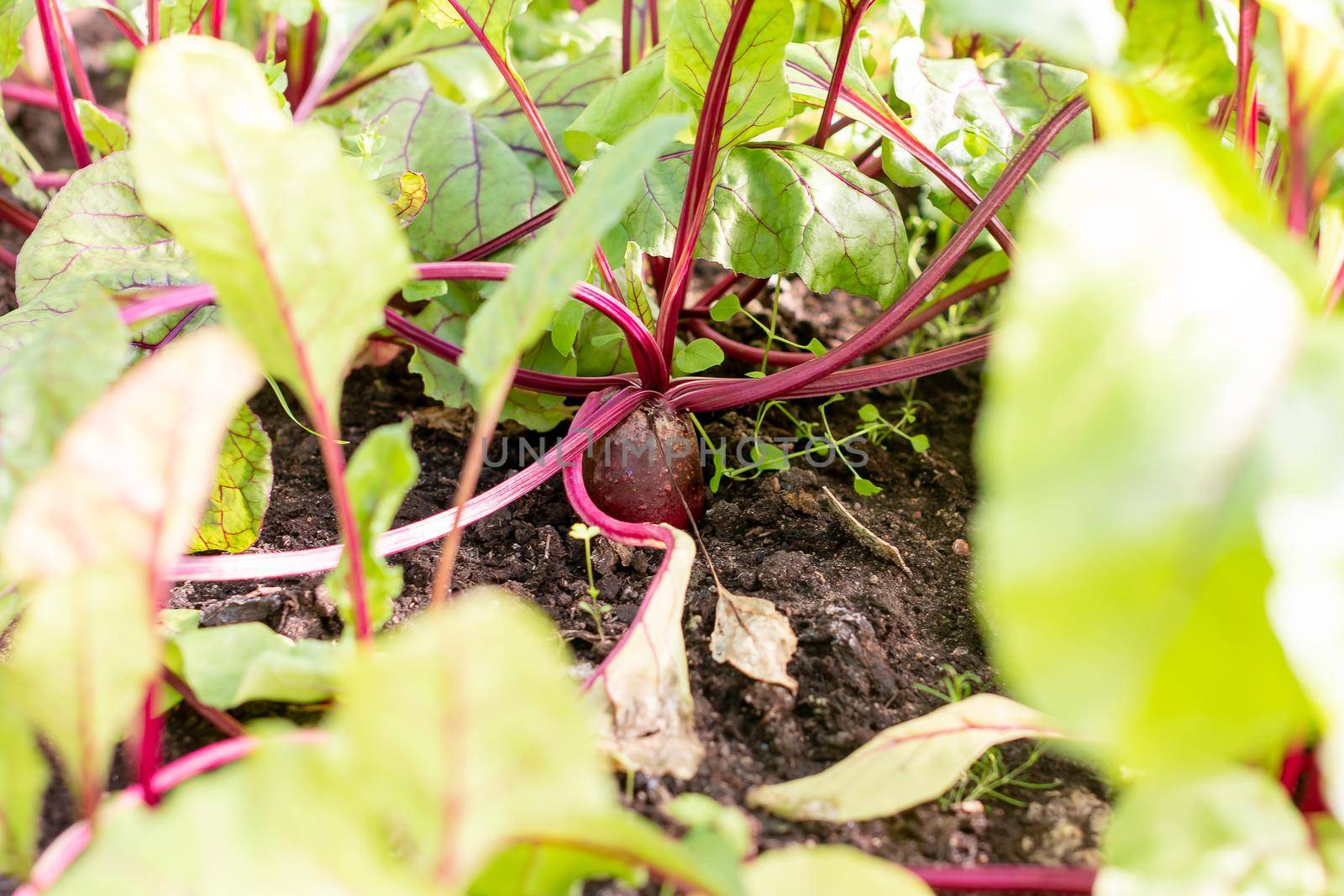 Red beetroot planted in summer garden. Growing organic beet vegetables