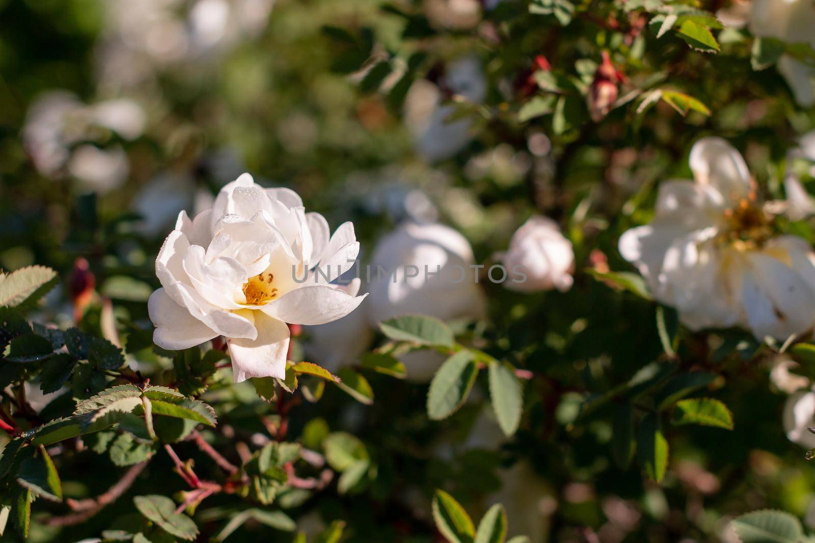 Flowers of dog-rose ,rosehip growing in nature