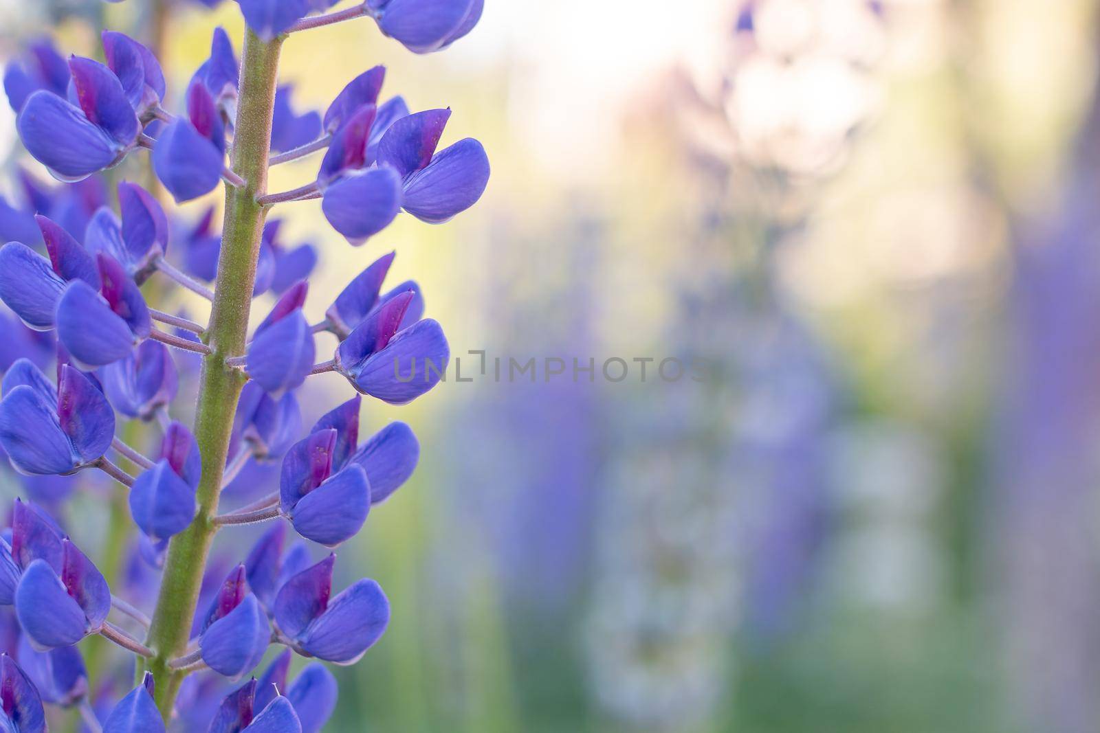 A colorful meadow of bright purple lupines