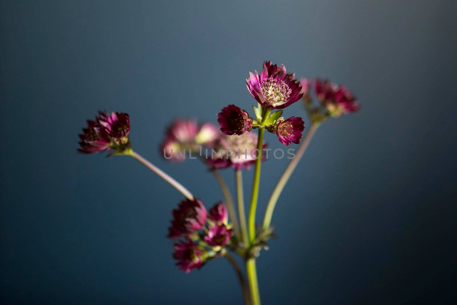 Bouquet of pink Astrantia and wild herbs in a transparent vase on a dark blue background