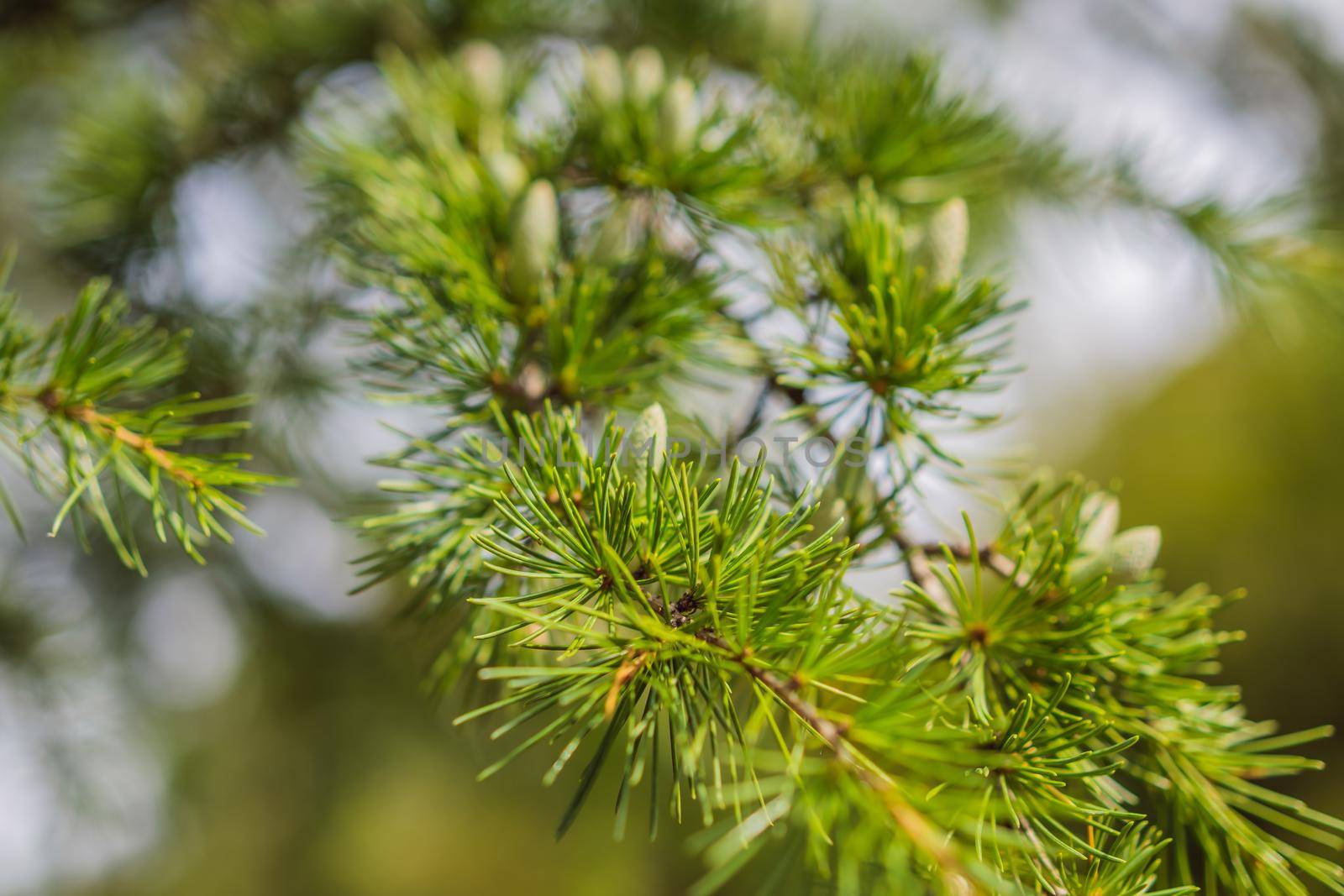 Close-up beautiful yellowish green male cones on branches of Cedar Tree Cedrus libani or Lebanon Cedar. Large evergreen cedar tree with lush greenery needles in Feodosia park, Crimea.