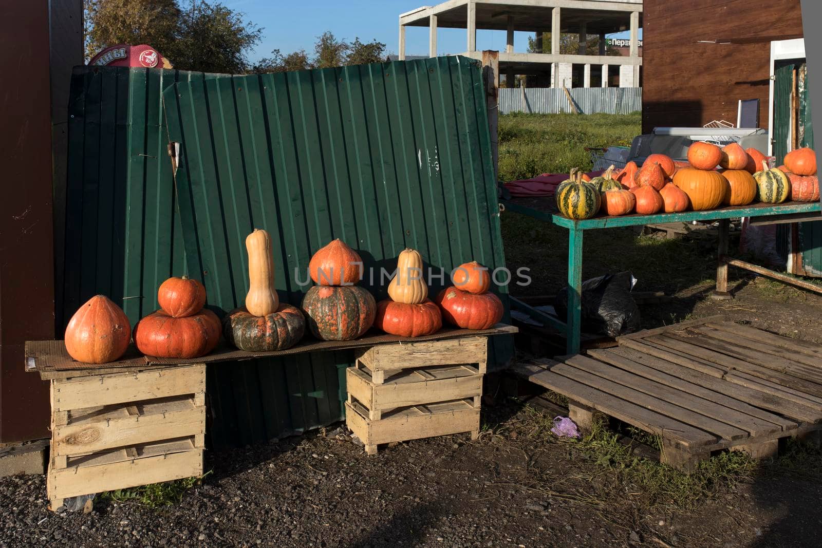 Various pumpkin varieties for sale in a village near a ruined construction site. by elenarostunova