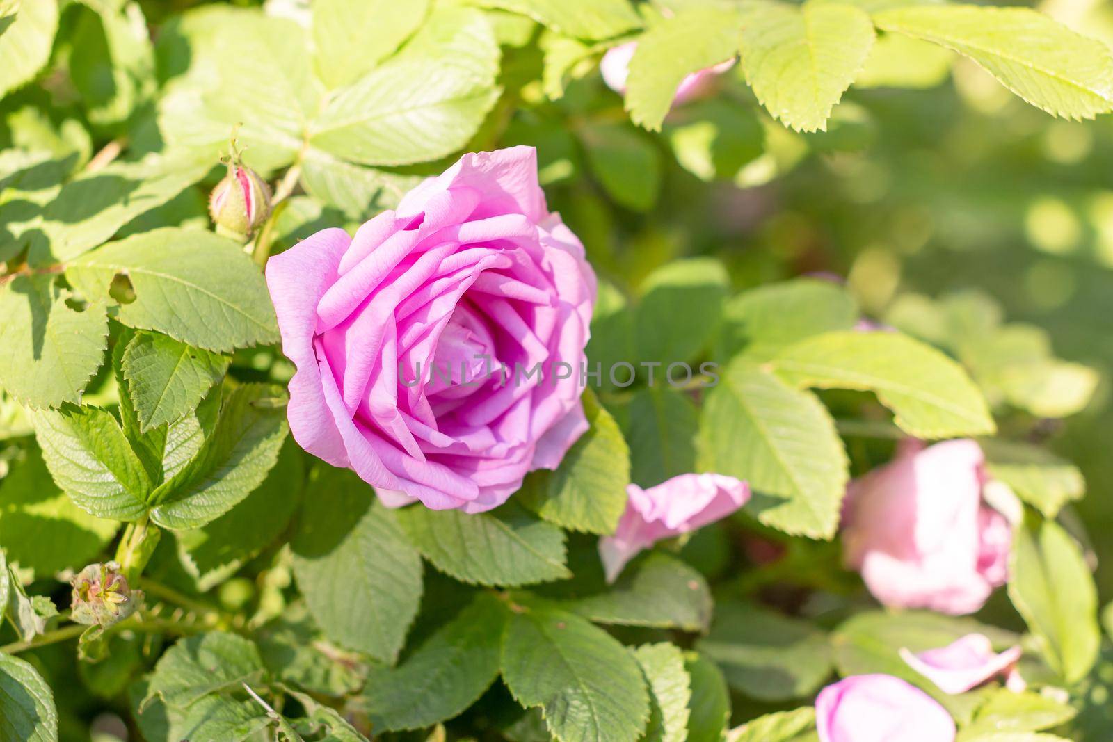 Flowers of dog-rose ,rosehip growing in nature