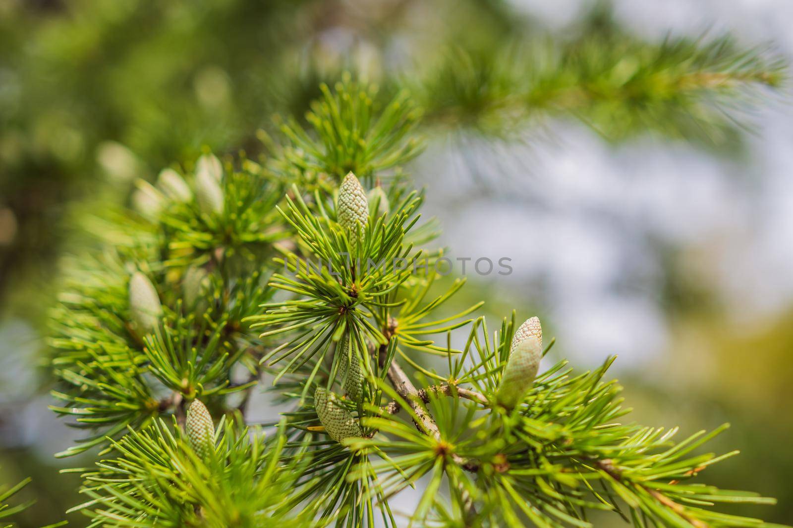 Close-up beautiful yellowish green male cones on branches of Cedar Tree Cedrus libani or Lebanon Cedar. Large evergreen cedar tree with lush greenery needles in Feodosia park, Crimea.